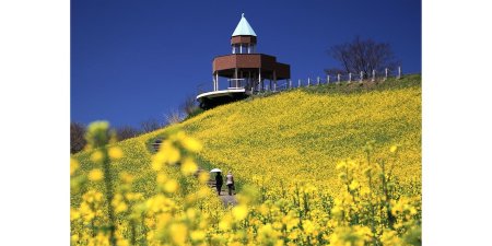 翠波高原